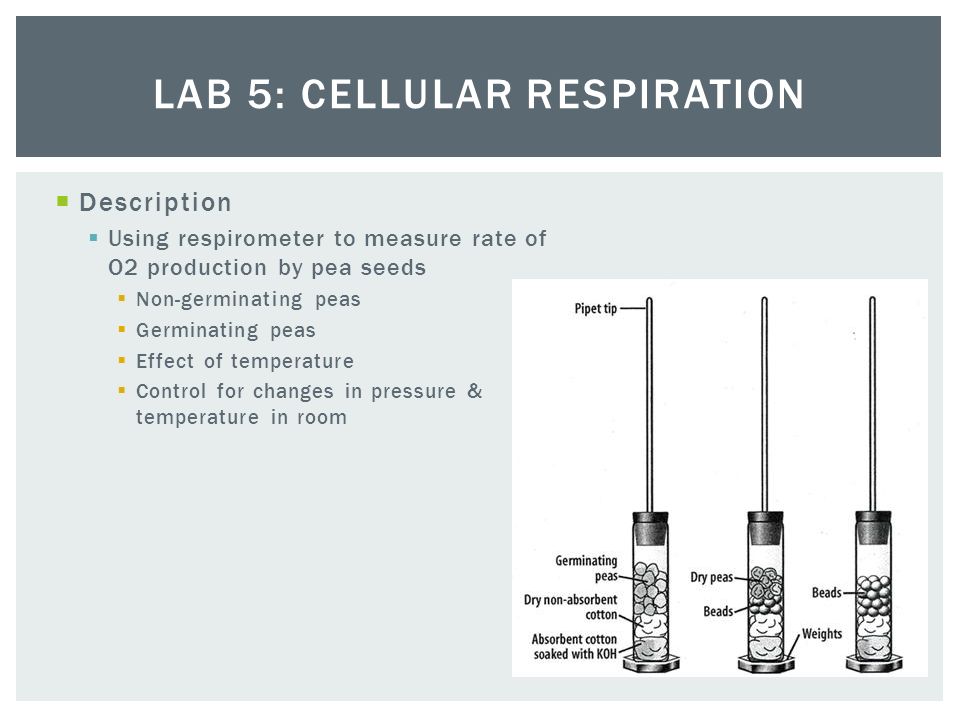 Lab Five: Aerobic Cellular Respiration